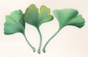 Feuille de Gingko