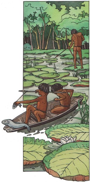 Nénuphars Victoria – LE BRÉSIL